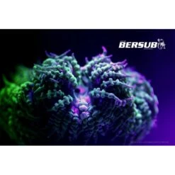 FLUORDIVE Filtre Jaune Pour Masque - Big Blue -Magasin De Matériel De Plongée De Qualité fluordive filtre jaune pour masque big blue 3