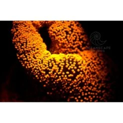 FLUORDIVE Filtre Jaune Pour Masque - Big Blue -Magasin De Matériel De Plongée De Qualité fluordive filtre jaune pour masque big blue 4